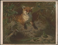 [An image of a red fox, showing his teeth, with two frogs across the stream]