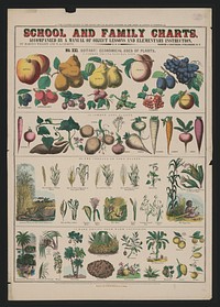 School and family charts, accompanied by a manual of object lessons and elementary instruction, by Macius Willson and N.A. Calkins. No. XXI. Botany: economical uses of plants, New York : [publisher not transcribed], 1890.