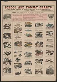 School and family charts, accompanied by a manual of object lessons and elementary instruction, by Marcius Willson and N.A. Calkins. No. XVIII. Zoological: class III. Reptiles, class IV fishes, New York : [publisher not transcribed], 1890.