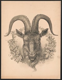 [Head of goat facing the viewer frontally with a notecard tied to its right horn, surrounded by a wreath of foliage], c1900