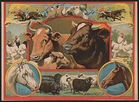 [Cattle surrounded by farm animals and horse racing]