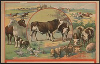 [Cattle surrounded by farm animals and horse racetrack]