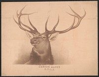 Cervus alces, B.P.O.E.