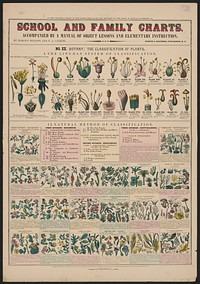 School and family charts, accompanied by a manual of object lessons and elementary instruction, by Marcius Willson and N.A. Calkins. N0. XX. Botany: the classification of plants, New York : [publisher not transcribed], 1890.