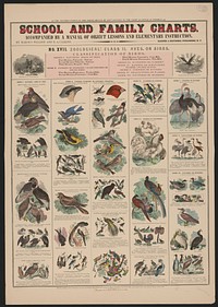 School and family charts, accompanied by a manual of object lessons and elementary instruction, by Marcius Willson and N.A. Calkins. No. XVII. Zoological: class II. Aves, or birds, classification of birds