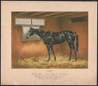 Imp, foaled 1894. Imp. Wagner = Fondling. The first mare to win the Suburban Handicap, Sheepshead Bay, June 17, 1899, 2.05 4/5. The property of Messrs. Harness and Brossman