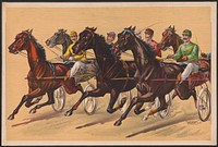 [Harness race depicting five horses]