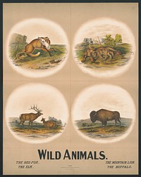 Wild animals no. 27