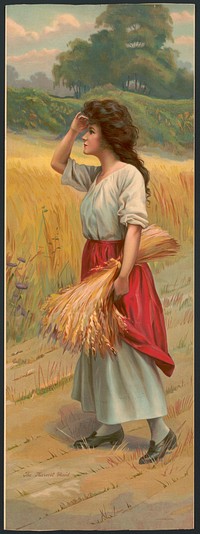 The harvest maid