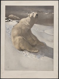[A polar bear seated on snow and another polar bear walking in background] / Carl Ederer.