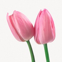 Pink tulip flowers, botanical collage element