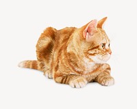 Ginger cat, pet animal isolated image psd