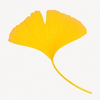 Yellow ginkgo leaf, botanical collage element psd