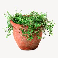 Oregano plant, isolated botanical image psd