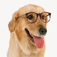 Golden retriever dog wearing glasses psd