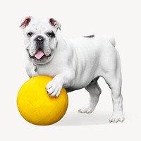 Bulldog animal collage element psd