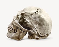 Human skull, Halloween decoration image psd