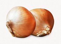 Organic onions, vegetable isolated image