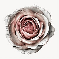 Dying rose flower, botanical collage element