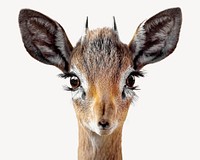 Cute antelope wildlife, isolated animal image psd