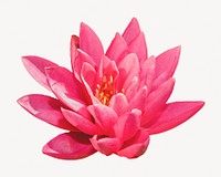 Blooming lotus flower, botanical collage element psd