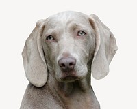 Gray Weimaraner dog, isolated animal image psd