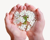 White flower in cupping hands psd