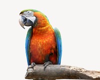 Parrot bird, isolated animal image psd