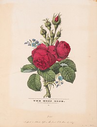 The moss rose, N. Currier (Firm)