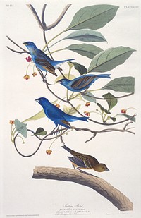 Indigo Bird