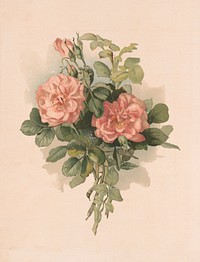Blush roses, L. Prang & Co., publisher