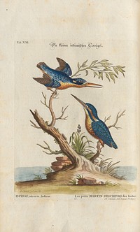 Birds illustration (1749-1766) print in high resolution by Mark Catesby. 