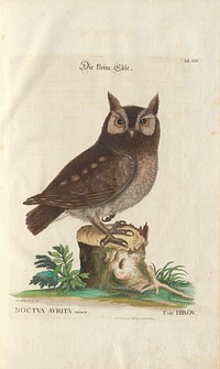 Little owl (1749-1766) print in high resolution by Mark Catesby. 