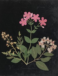 Album of cut–paper flowers (ca.1835) design in high resolution by W., Ellen.  