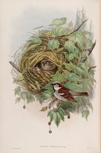 Passer Domesticus (Common or House Sparrow) (1873) print in high resolution by John Gould and Henry Constantine Richter. 