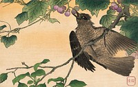 Bird picking grapes (1900 - 1940) vintage Ukiyo-e style. Original public domain image from the Library of Congress.   Digitally enhanced by rawpixel.