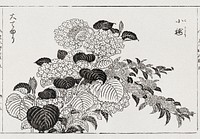 Japanese hydrangea (1715-1792) vintage woodcut by Tachibana Yasukuni. Original public domain image from the Library of Congress.   Digitally enhanced by rawpixel.