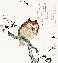 Owl on magnolia branch (1870-1920) vintage woodcut. Original public domain image from the Library of Congress.   Digitally enhanced by rawpixel.