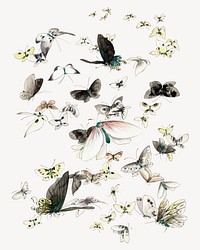 Hokusai’s Butterflies and Moths psd.  Remastered by rawpixel. 