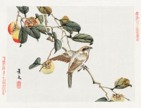 Japanese bird and persimmon (1892) vintage woodcuts by Matsumura Keiba. Original public domain image from the Library of Congress.   Digitally enhanced by rawpixel.