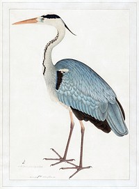 Indian gray heron (1780-1782) vintage painting by Ram Das. Original public domain image from the Minneapolis Institute of Art.   Digitally enhanced by rawpixel.