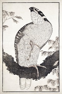 Katsushika Hokusai's bird, from Album of Sketches (1814) vintage Japanese woodblock prints. Original public domain image from The MET Museum.   Digitally enhanced by rawpixel.