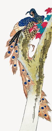 Vintage peacock psd.  Remastered by rawpixel. 