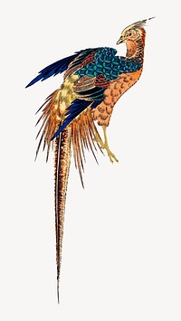 Vintage pheasant psd.  Remastered by rawpixel. 