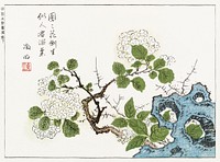 Botanical from Minch&ocirc; shiken, Sorimachi 409 (1746) vintage Japanese woodblock prints by &Ocirc;oka Shunboku. Original public domain image from the New York Public Library.   Digitally enhanced by rawpixel.