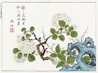 Botanical from Minchô shiken, Sorimachi 409 (1746) vintage Japanese woodblock prints by ôoka Shunboku. Original public domain image from the New York Public Library.   Digitally enhanced by rawpixel.