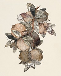 Pomegranate (1867) vintage Japanese drawing by Rufus King. Original public domain image from The National Gallery of Art.   Digitally enhanced by rawpixel.