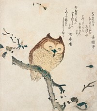 Horned owl on a branch (19th century) vintage Japanese print by Kubota Shunman. Original public domain image from the Minneapolis Institute of Art.   Digitally enhanced by rawpixel.