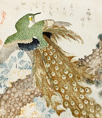 Japanese peacock (1810s) vintage woodblock prints by Kubo Shunman. Original public domain image from The Art Institute of Chicago.   Digitally enhanced by rawpixel.