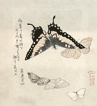 Kubota Shunman's Vijf vlinders (1890-1900) vintage butterflies illustration. Original public domain image from the Rijksmuseum.    Digitally enhanced by rawpixel.